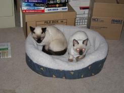 more kittens